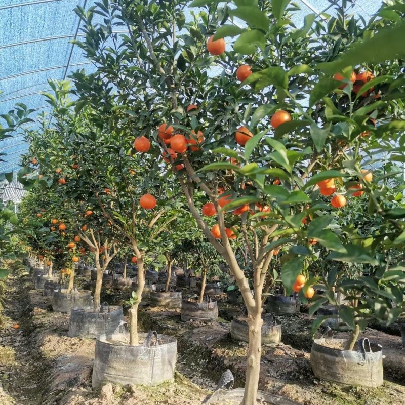 Planting Bags for orange 