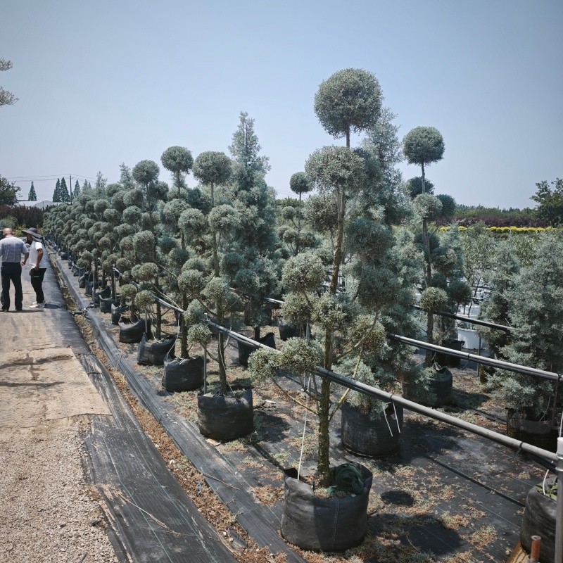 Grow bag for blue Cypress 