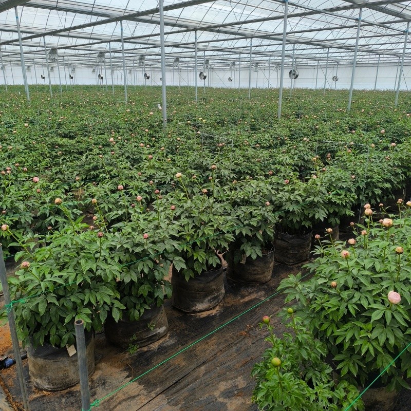 Applications of Begonia Planting Bags