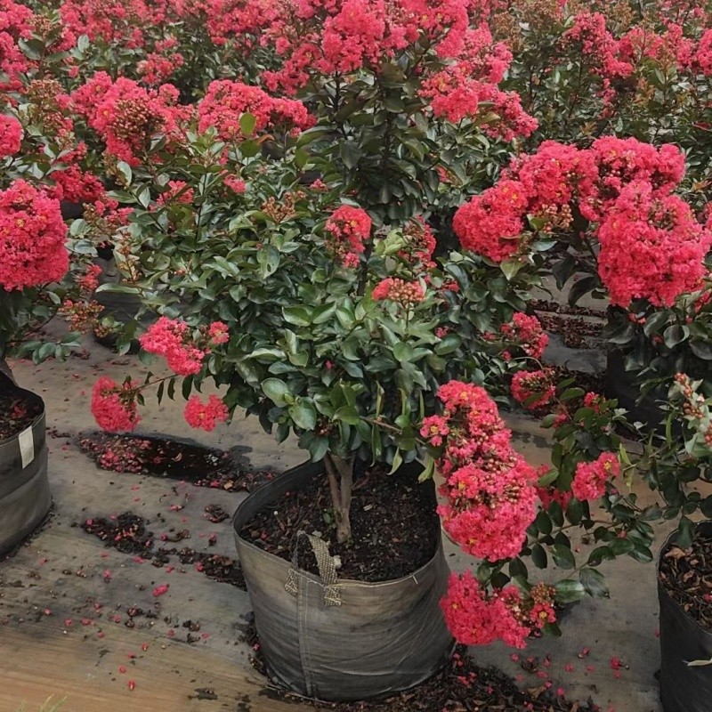Heavy-duty planters for Crape Myrtle