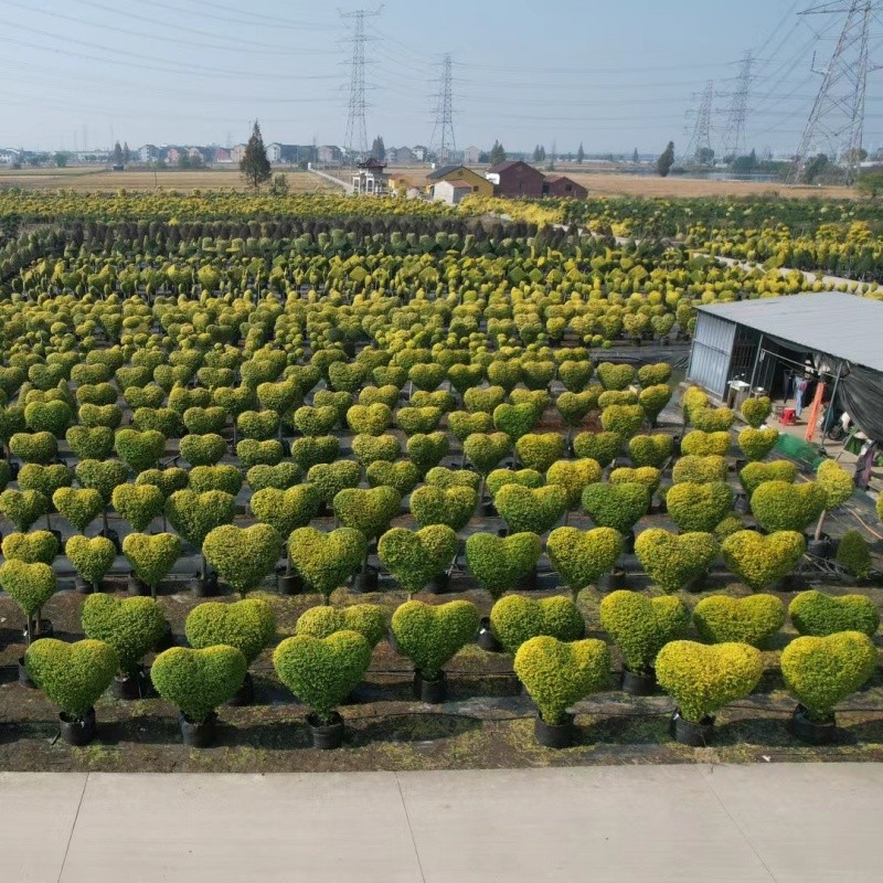 Blueberry Growing Bags