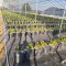 Heavy Duty UV Resistant  PP Woven Fabric 60L Grow Bags For Blueberry Planting |   Premium Quality PP Woven Fabric Planting Containers