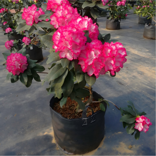Wholesale High Strength Anti-UV PP Woven 20L Grow Bags | Custom OEM & ODM Plant Growing Containers for Nurseries, Farms