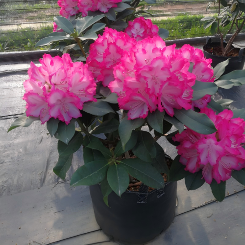 Wholesale High Strength Anti-UV PP Woven 20L Grow Bags | Custom OEM & ODM Plant Growing Containers for Nurseries, Farms