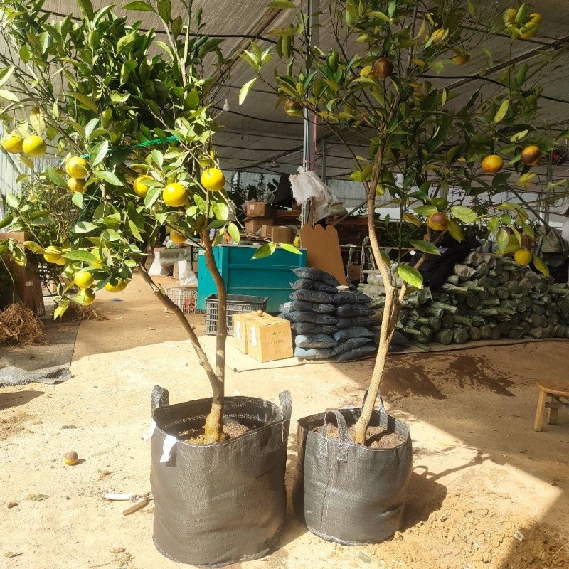 Orange Planting Bags
