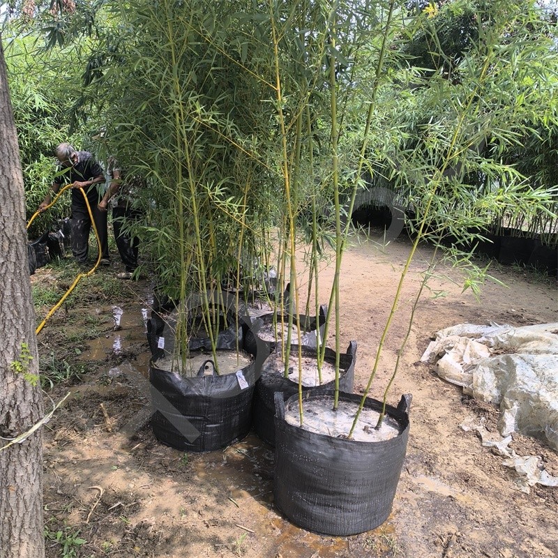 Blueberry Growing Bags