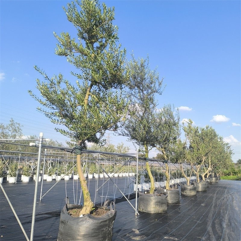 HOKBG grow bags for olive tree