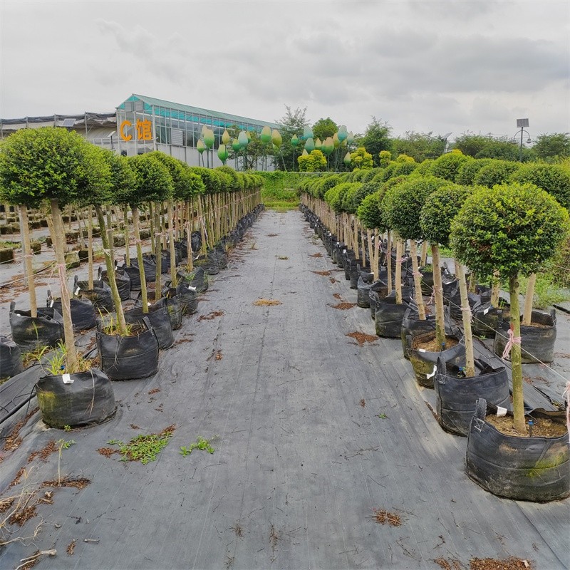 Blueberry Growing Bags
