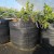 Heavy Duty UV Resistant  PP Woven Fabric 60L Grow Bags For Blueberry Planting |   Premium Quality PP Woven Fabric Planting Containers