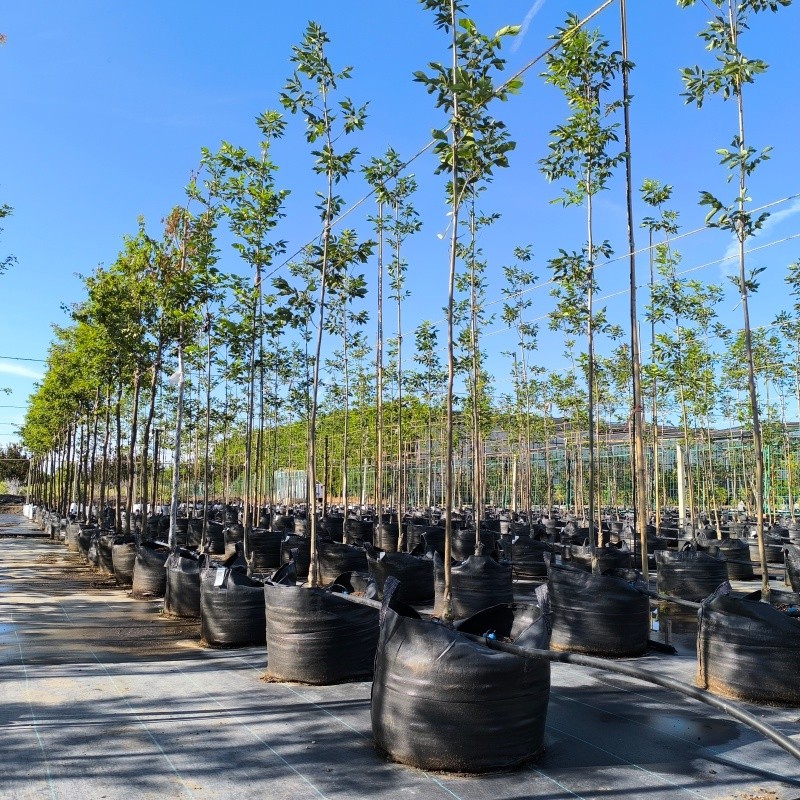 Fraxinus Grow Bags