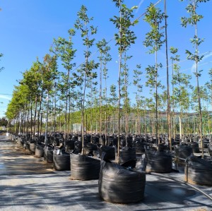 High Strength Anti-UV PP Woven 80L Grow Bags For Trees Planting |  20 Gallon Nursery Planter Blueberry Bag