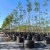 High Strength Anti-UV PP Woven 80L Grow Bags For Trees Planting |  20 Gallon Nursery Planter Blueberry Bag