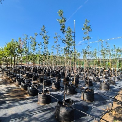 High Strength Anti-UV PP Woven 80L Grow Bags For Trees Planting |  20 Gallon Nursery Planter Blueberry Bag