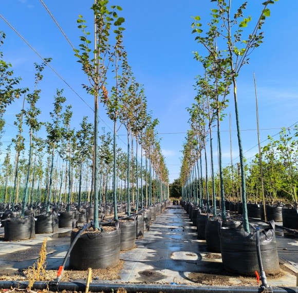 Good Permeability Anti-UV PP 100L Trees Planter Bag For Trees Planting |  Nursery Plant Growing Bags For Mongolian Planting