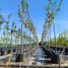 Good Permeability Anti-UV PP 100L Trees Planter Bag For Trees Planting |  Nursery Plant Growing Bags For Mongolian Planting