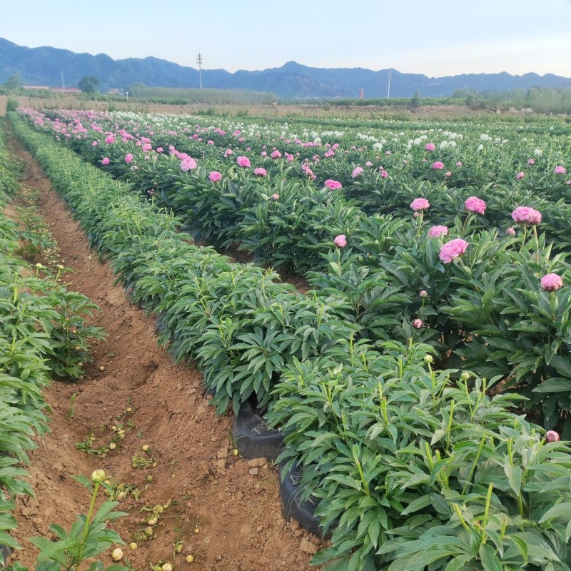 Applications of Peony Planting Bags