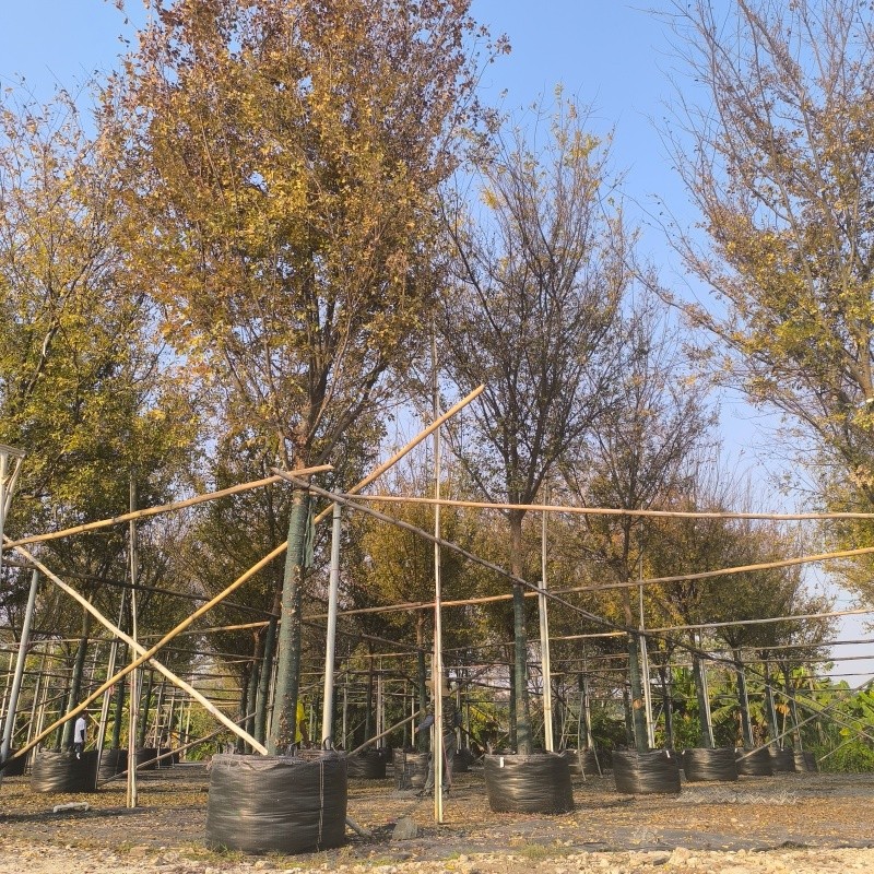 Ulmus parvifolia in HOKBG grow bag