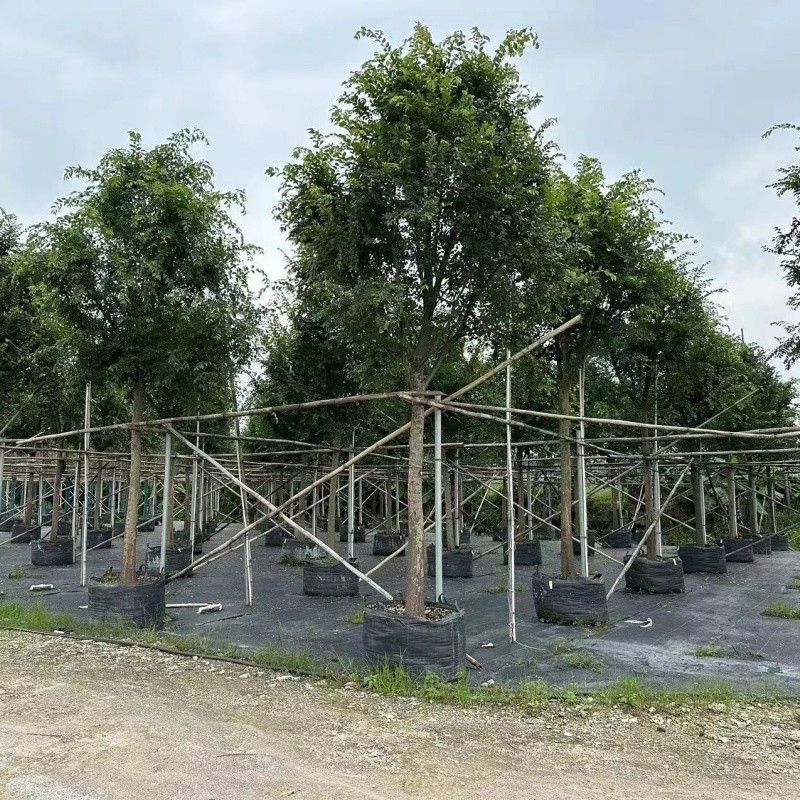 Chinese elm Tree Planting Bags