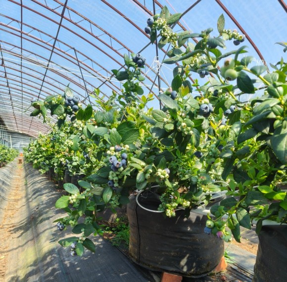Heavy Duty UV Resistant  PP Woven Fabric 60L Grow Bags For Blueberry Planting |   Premium Quality PP Woven Fabric Planting Containers