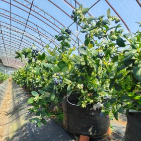 Heavy Duty UV Resistant  PP Woven Fabric 60L Grow Bags For Blueberry Planting |   Premium Quality PP Woven Fabric Planting Containers