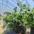 Heavy Duty UV Resistant  PP Woven Fabric 60L Grow Bags For Blueberry Planting |   Premium Quality PP Woven Fabric Planting Containers