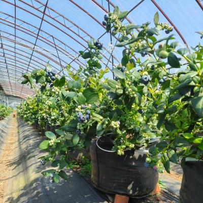 Heavy Duty UV Resistant  PP Woven Fabric 60L Grow Bags For Blueberry Planting |   Premium Quality PP Woven Fabric Planting Containers