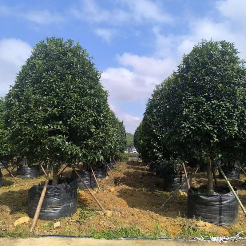 Osmanthus Tree Planting Bags