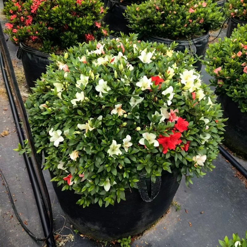 Applications of Begonia Planting Bags