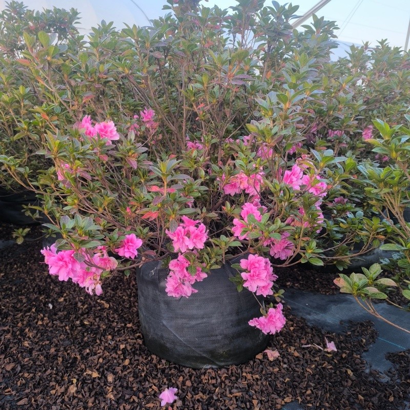 Heavy-duty planters for azzlea