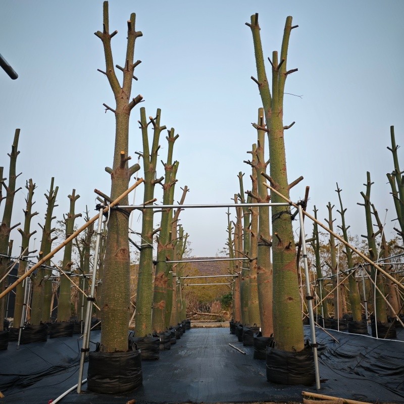 Ceiba speciosa Growing Bags