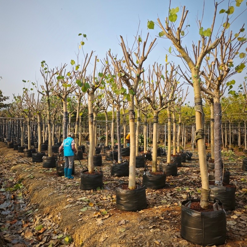 Ficus Planter Bags