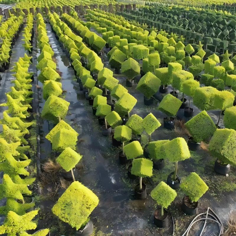 Topiary tree Growing Bags