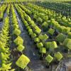 UV protection Outdoor PP Woven 30L Grow Bags |  Nursery Container grow bag for topiary trees