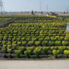 UV protection Outdoor PP Woven 30L Grow Bags |  Nursery Container grow bag for topiary trees