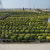 UV protection Outdoor PP Woven 30L Grow Bags |  Nursery Container grow bag for topiary trees
