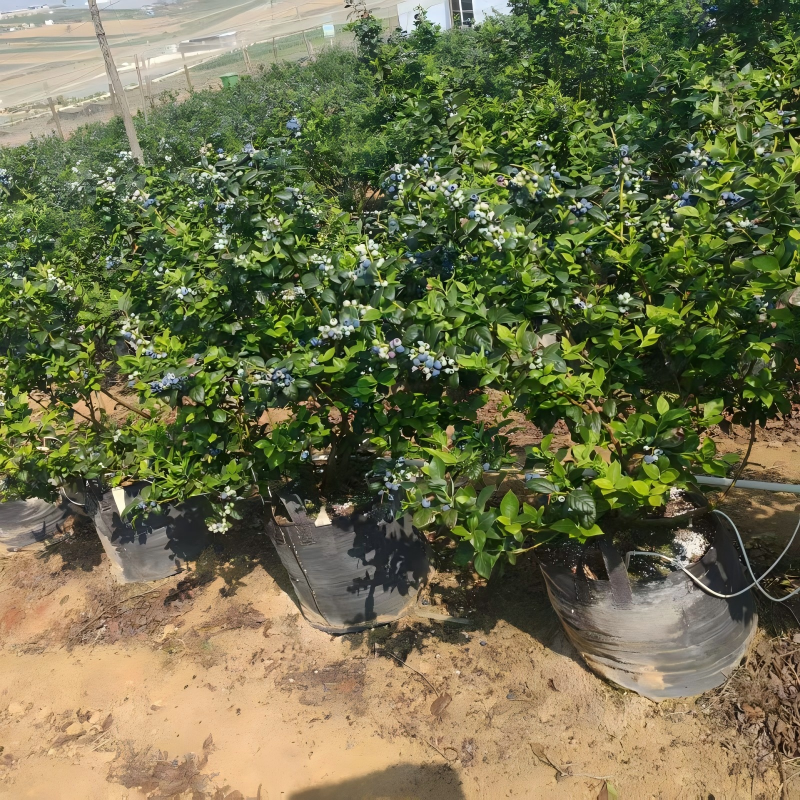grow bag for blueberry 