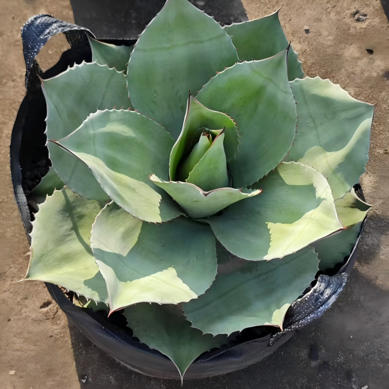 Grow bag for vegetable 