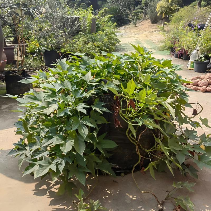 Applications of Sweet potatoes Planting Bags