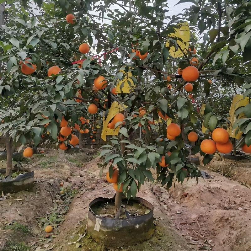 Planting Bags for tangerine
