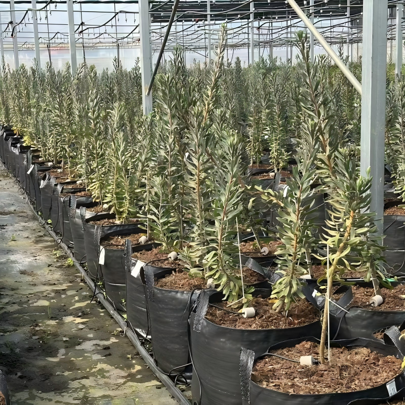 Heavy-duty planters for protea cynaroides