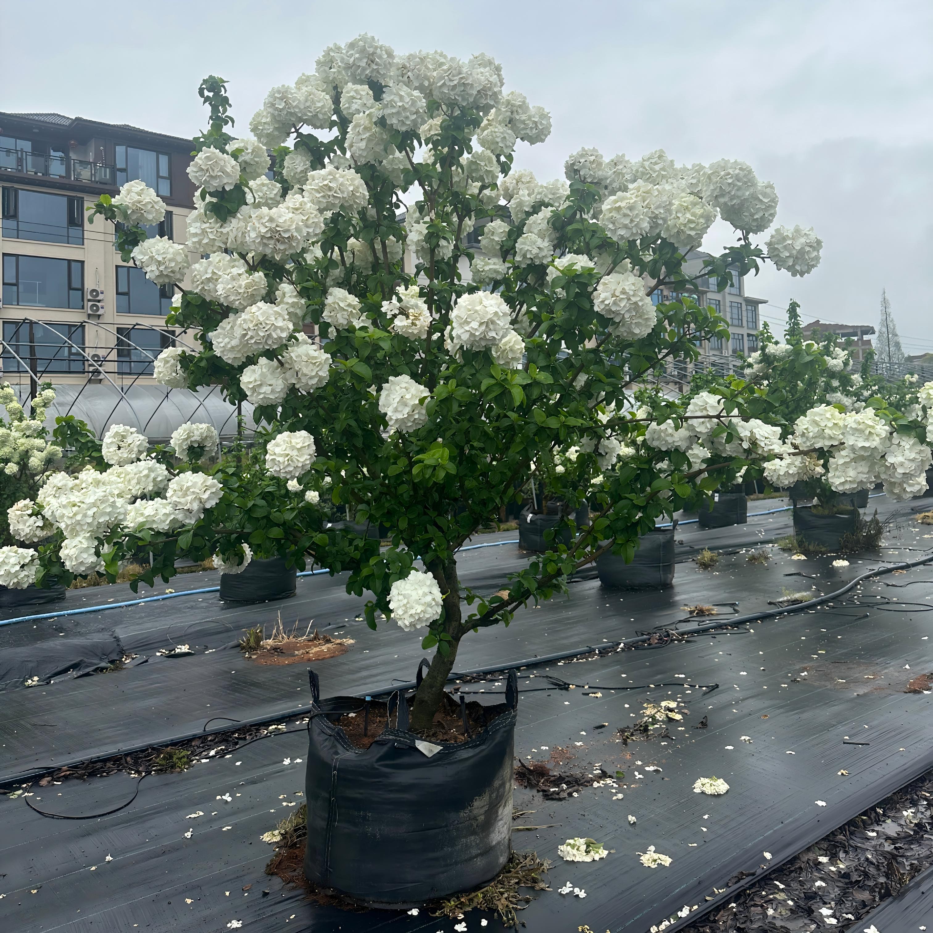 High strength Anti-UV grow bag for hydrangea