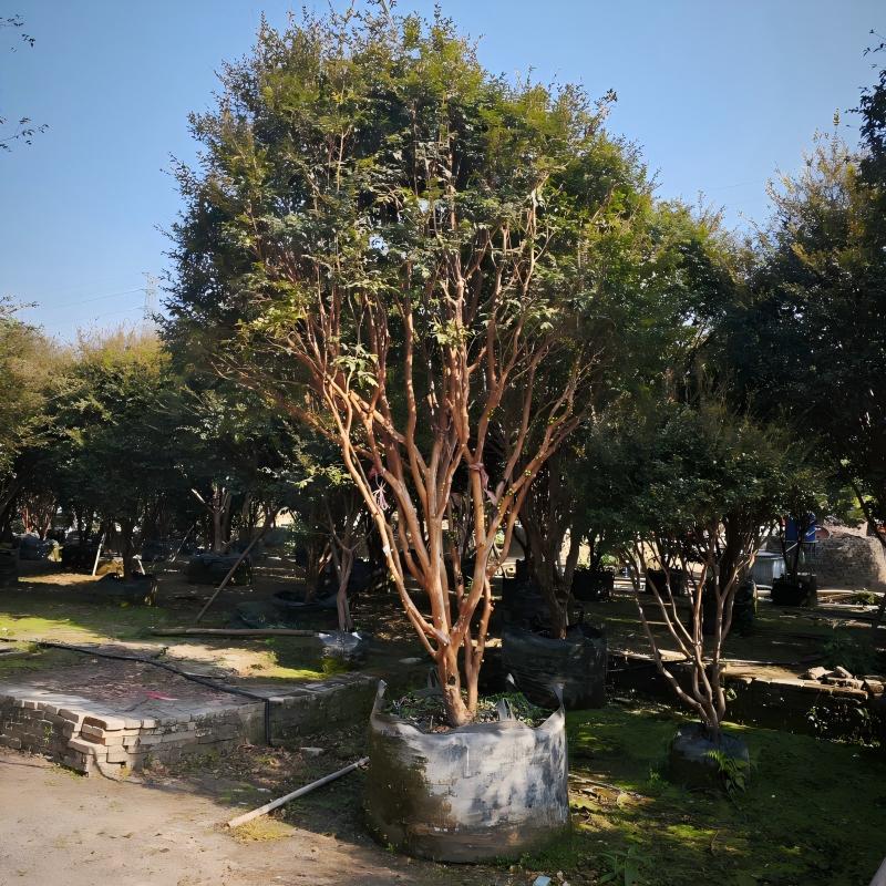 Jaboticaba trees in HOKBG grow bag
