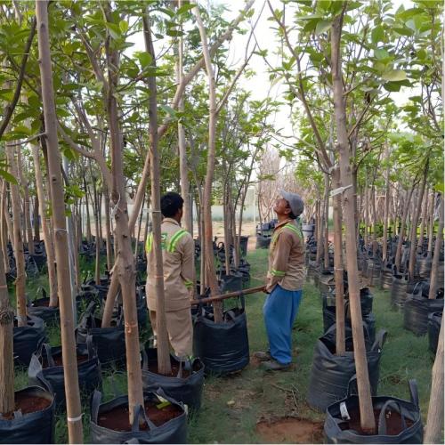 Customize Size Heavy Duty UV Resistant Rectangle and Round Shape PP Woven Grow Bags |  Planter Bag for Nursery Use