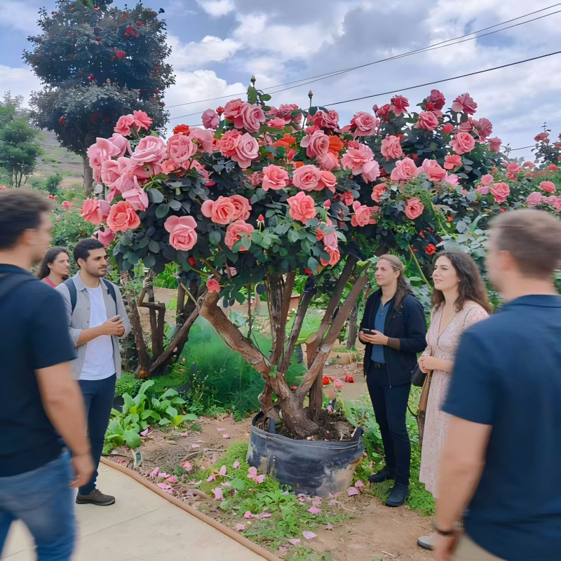 Heavy-duty planters for Chinses Rose 
