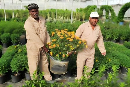 Grow Bags for the Middle East: Desert Heat, UV Resistance & Buyer's Guide