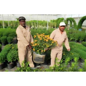 Bolsas de cultivo para Oriente Medio: resistencia al calor del desierto, a los rayos UV y guía del comprador.
