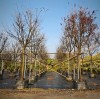 Why HOKBG® Planting Bags Are Transforming Modern Nursery and Tree Growing Operations