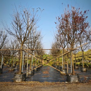 Why HOKBG® Planting Bags Are Transforming Modern Nursery and Tree Growing Operations