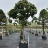 Cómo las bolsas de plantación HOKBG® mejoran las tasas de supervivencia de los árboles en viveros