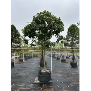 Cómo las bolsas de plantación HOKBG® mejoran las tasas de supervivencia de los árboles en viveros